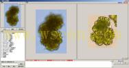 Botryococcus braunii 布朗葡萄藻--万深AlgaeC